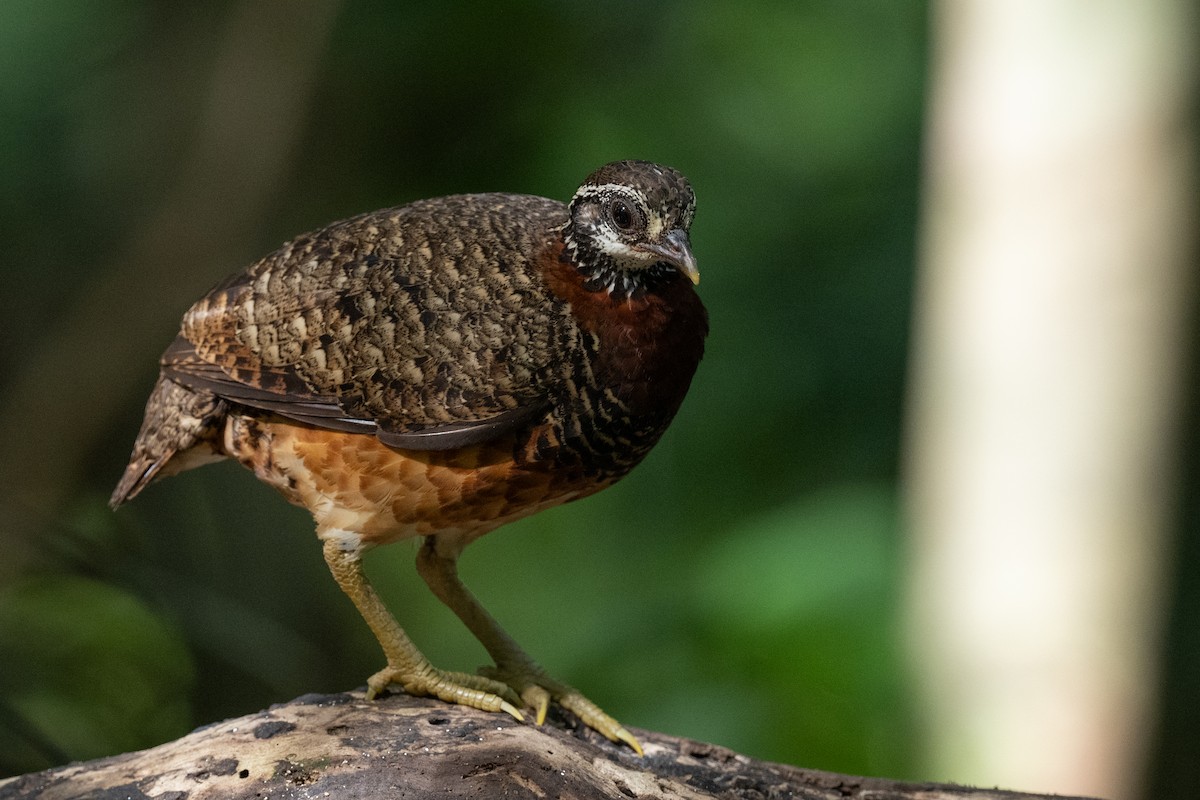 Sabah Partridge - ML628554885