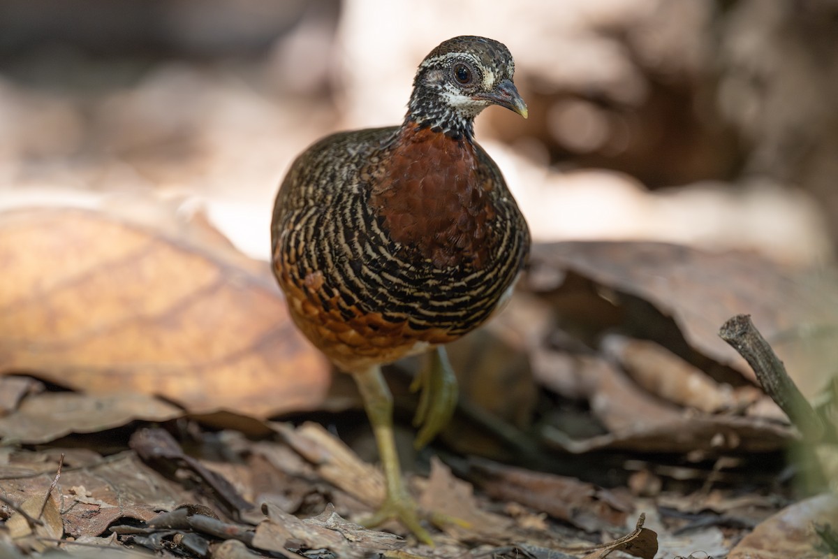 Sabah Partridge - ML628554886