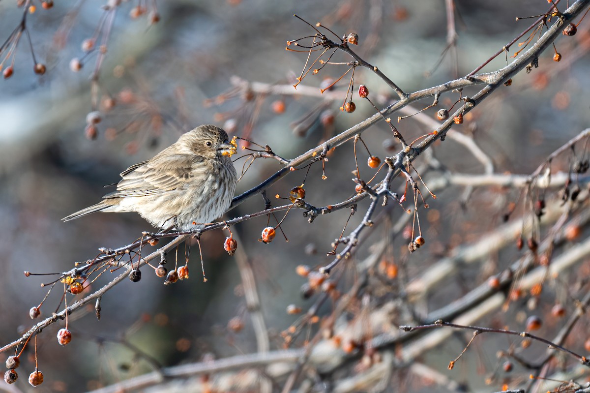 House Finch - ML628554956