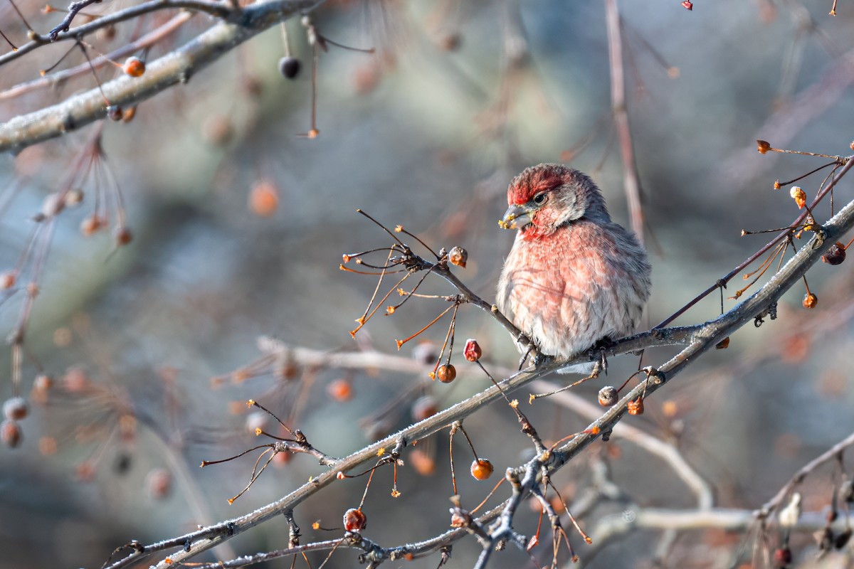 House Finch - ML628554957