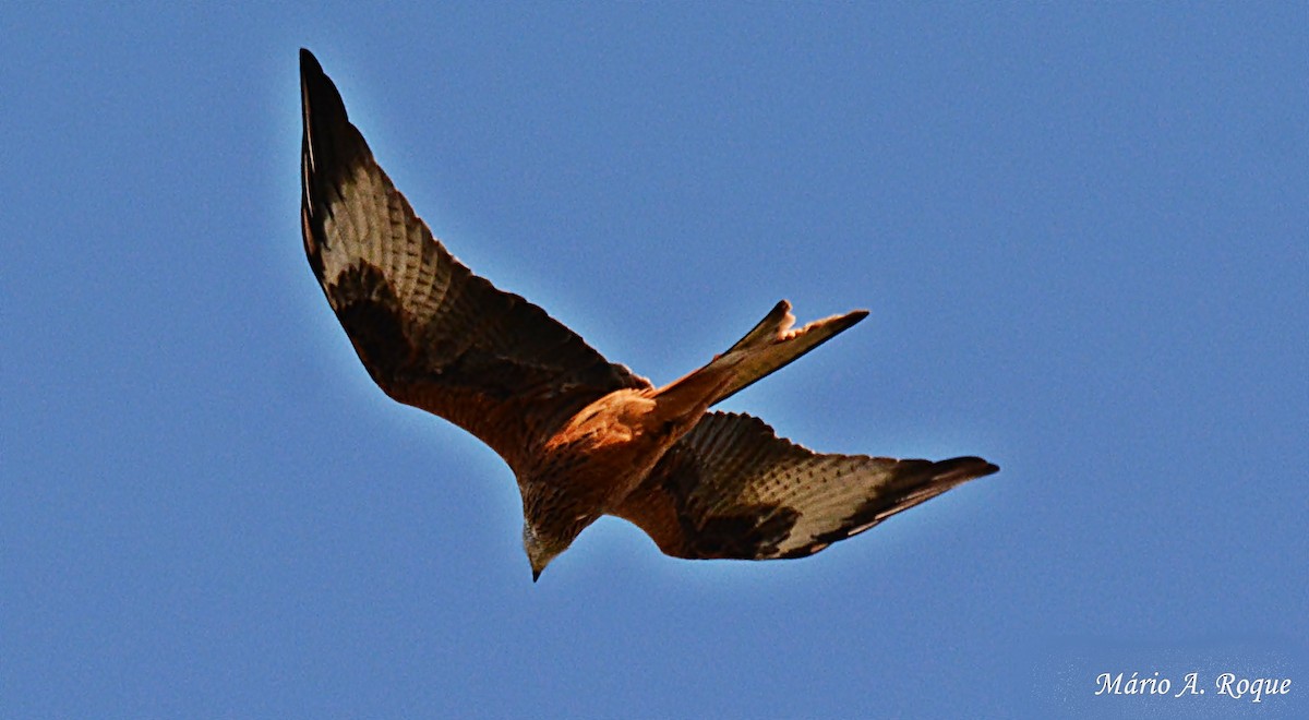 Red Kite - ML628554959