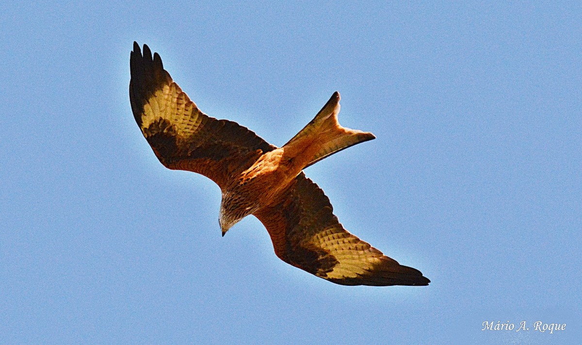 Red Kite - ML628554960