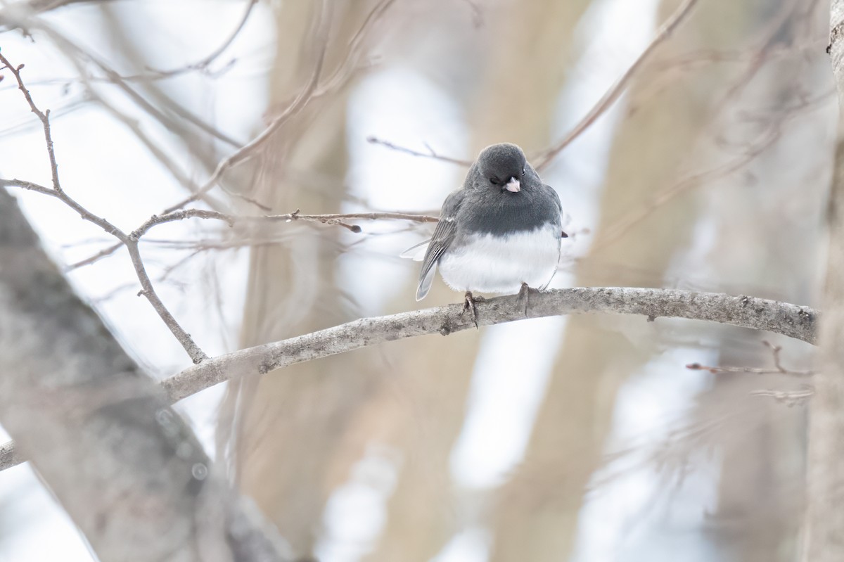 Dark-eyed Junco - ML628554968