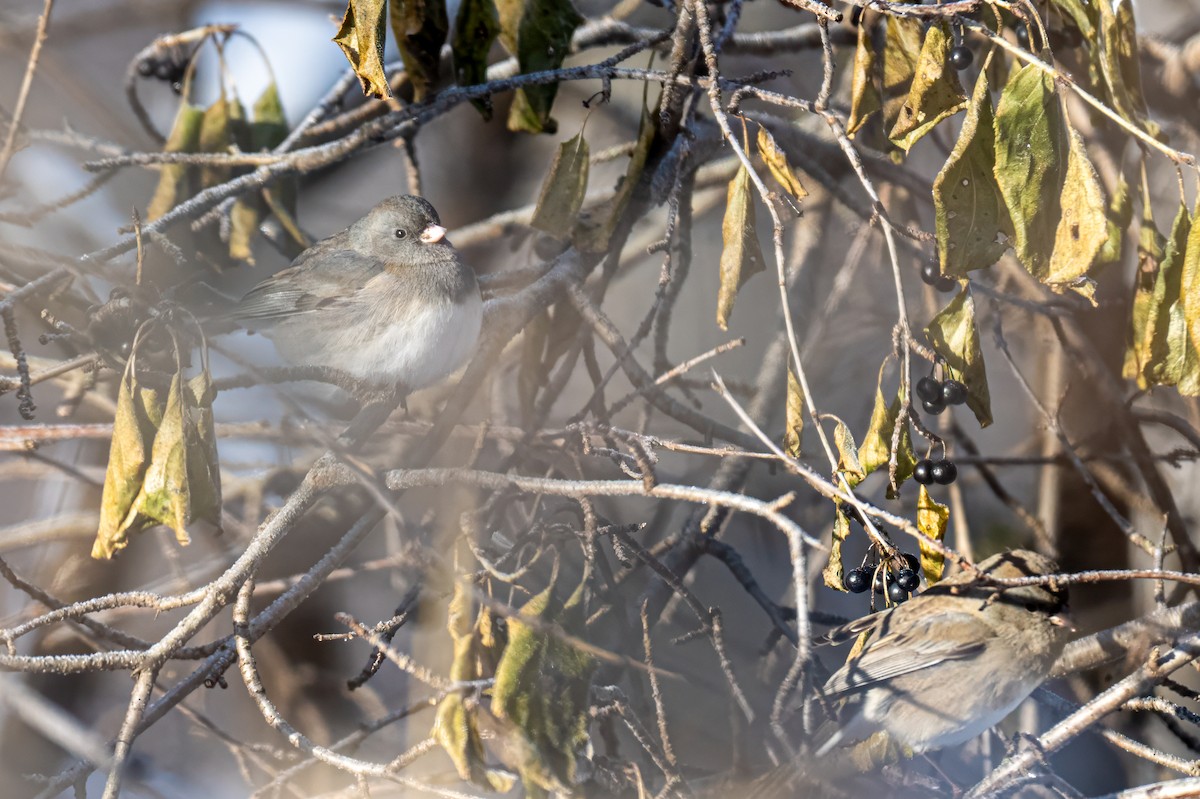 Dark-eyed Junco - ML628554969