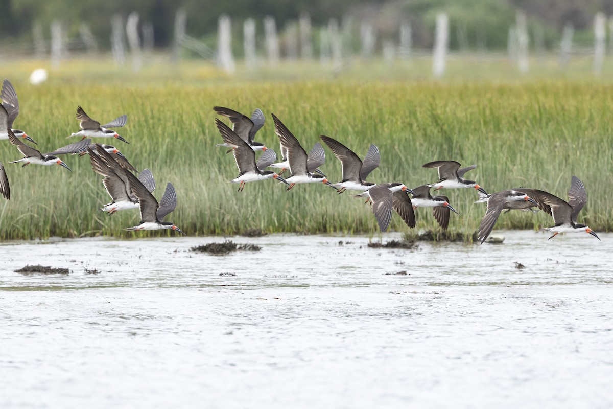 Black Skimmer - ML628555011
