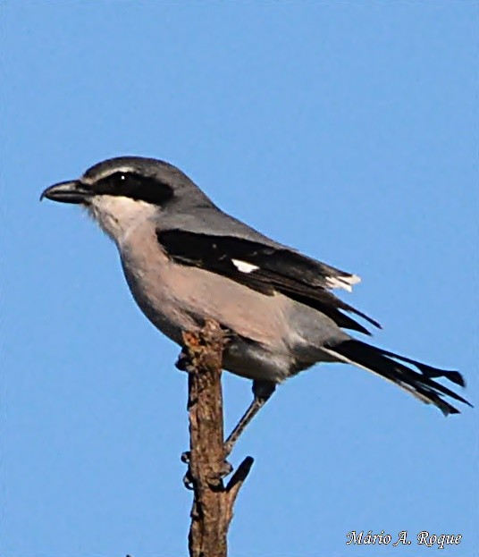 Iberian Gray Shrike - ML628555023