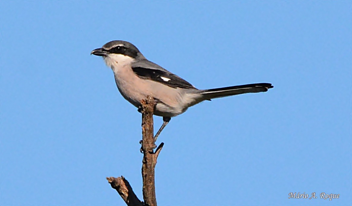 Iberian Gray Shrike - ML628555024