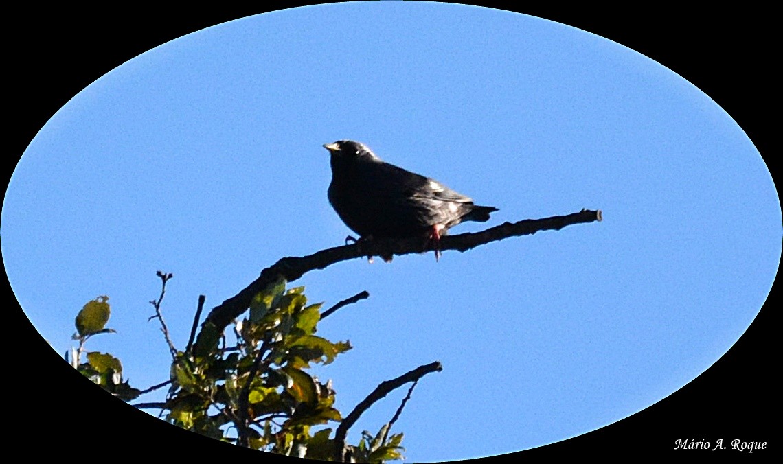 Spotless Starling - ML628555132