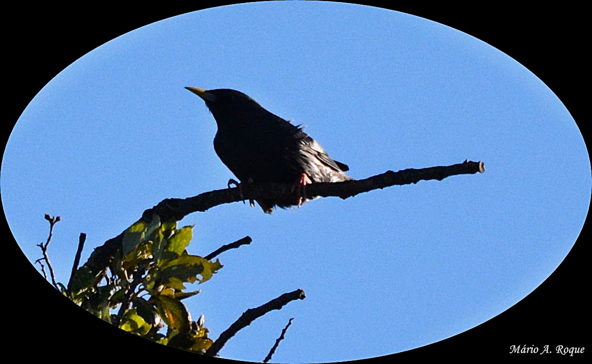 Spotless Starling - ML628555133