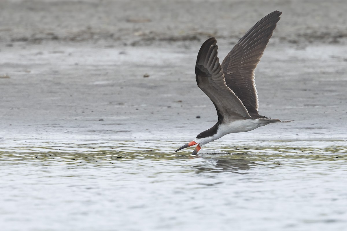 Black Skimmer - ML628555136