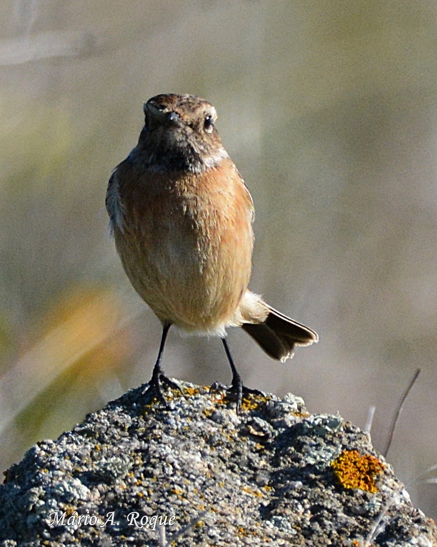 European Stonechat - ML628555291