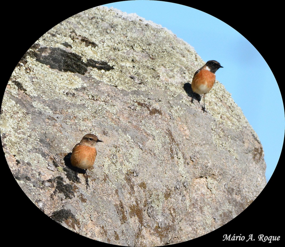 European Stonechat - ML628555292