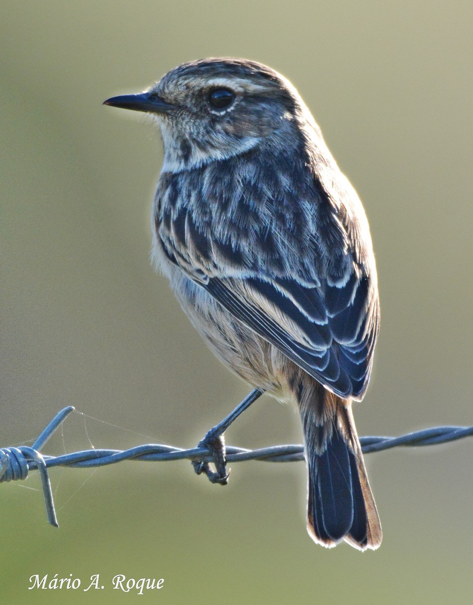 European Stonechat - ML628555293