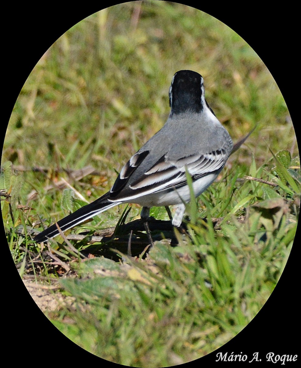 Хөх цэгцгий - ML628555315