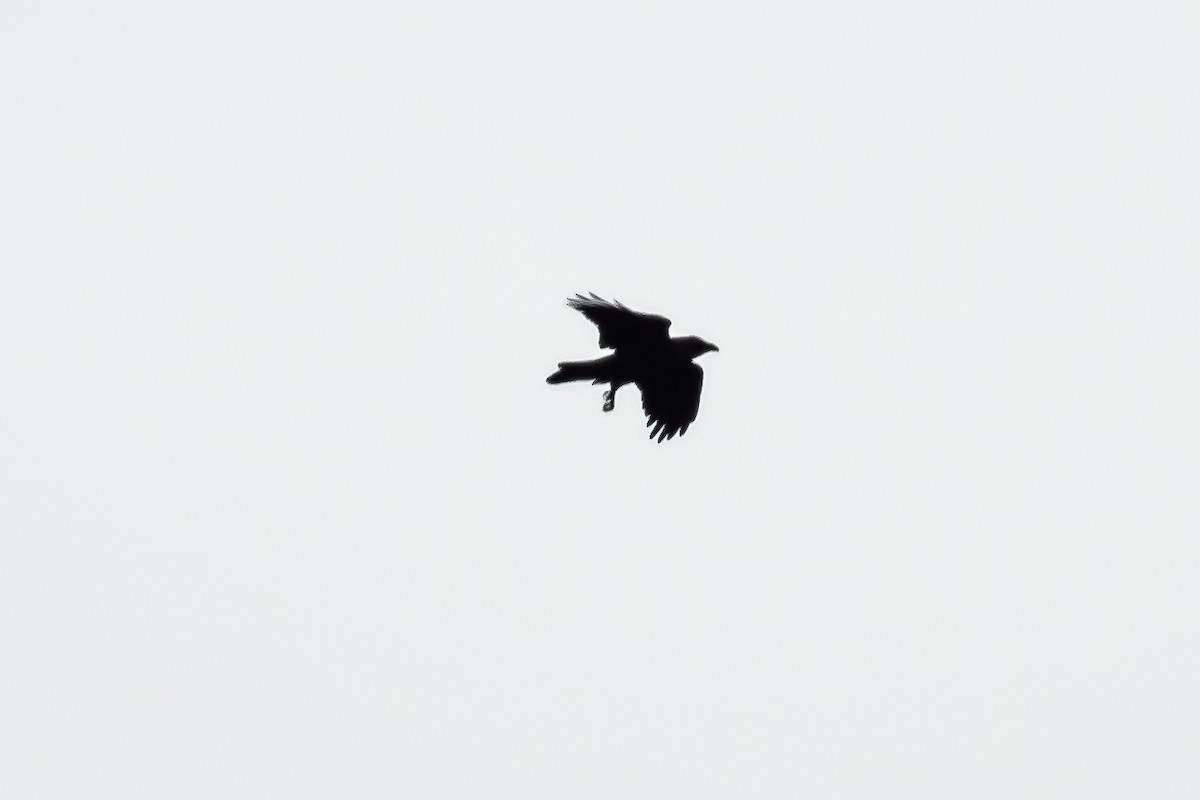 アメリカガラス - ML628555357