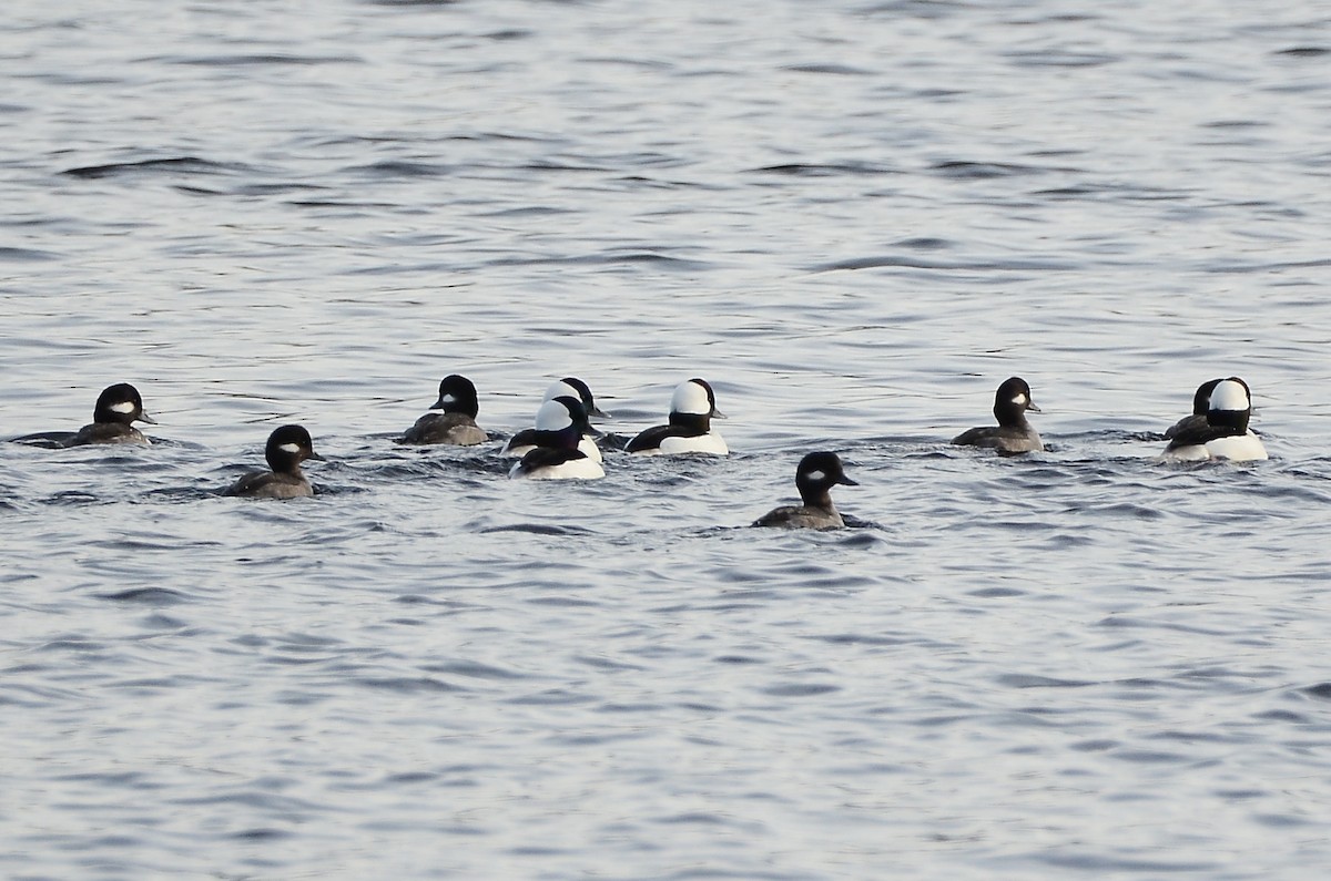 Bufflehead - ML628555359
