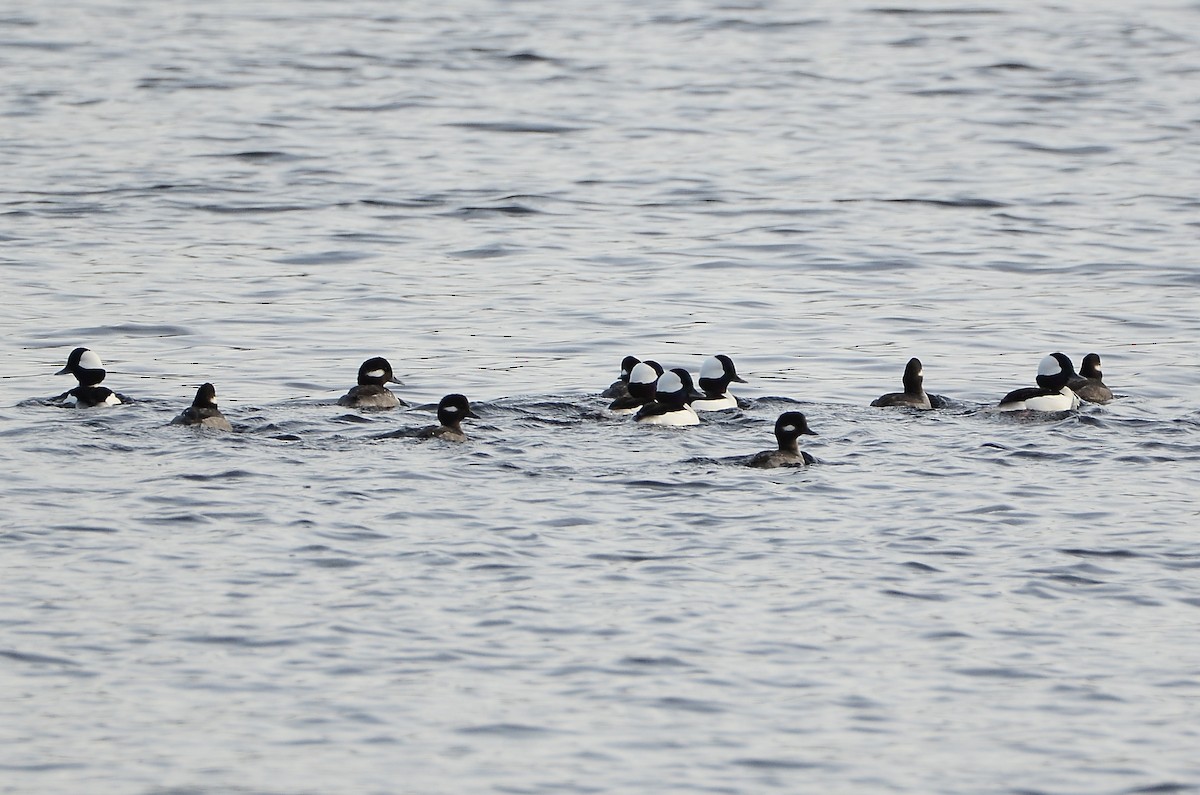 Bufflehead - ML628555360
