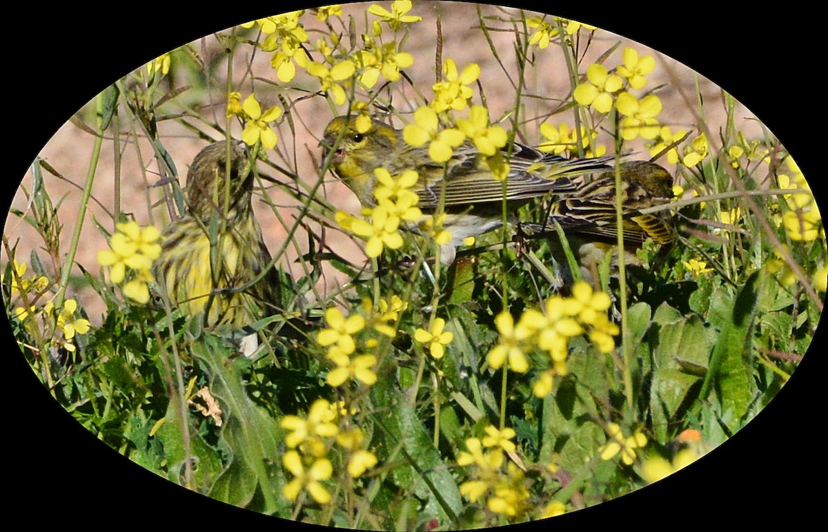 European Serin - ML628555452