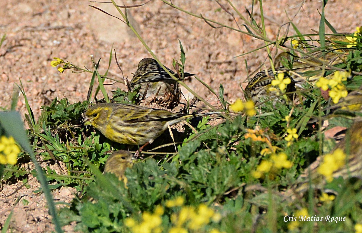 European Serin - ML628555453