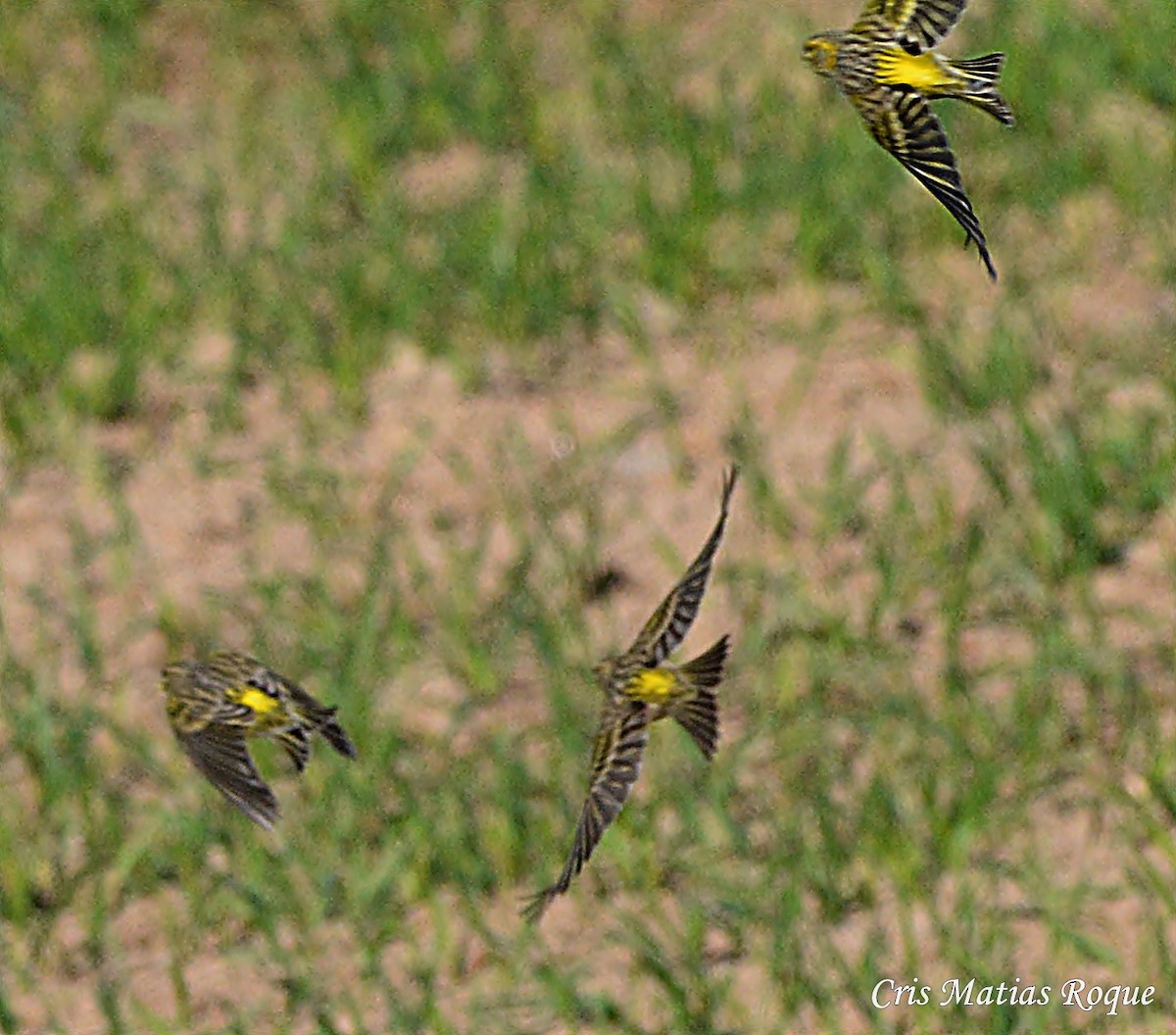 European Serin - ML628555454