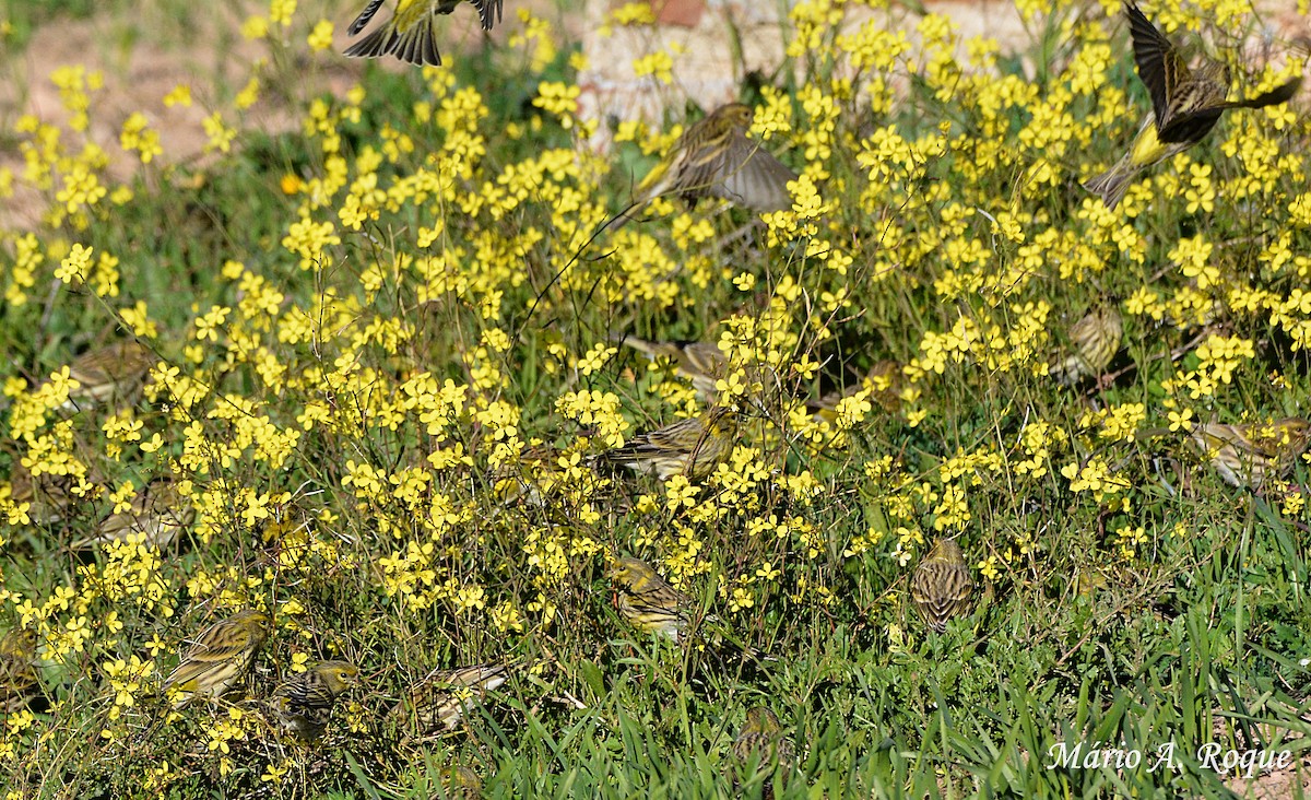 European Serin - ML628555455