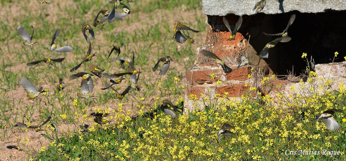 European Serin - ML628555457
