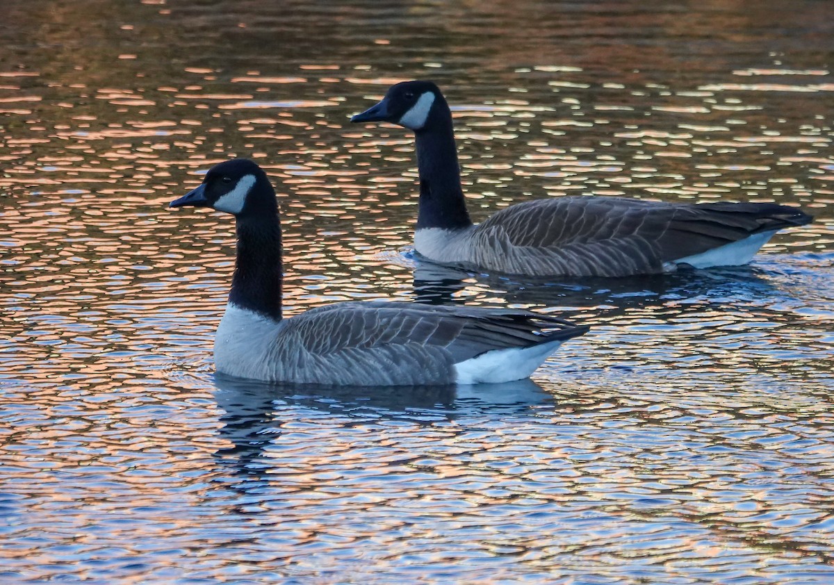 Branta kanadar handia - ML628555558