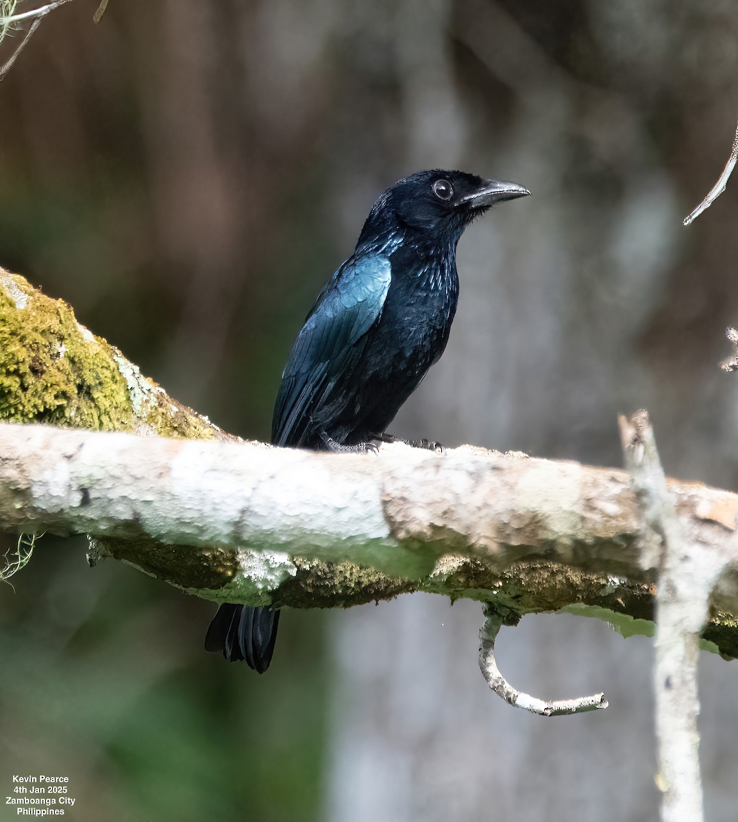 Short-tailed Drongo - ML628555641