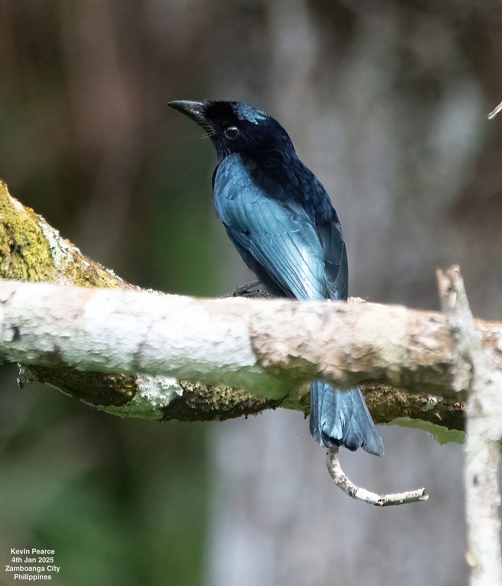 Short-tailed Drongo - ML628555642