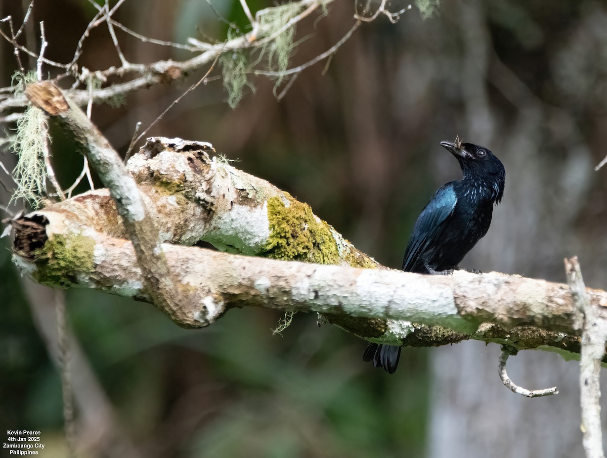 Short-tailed Drongo - ML628555643