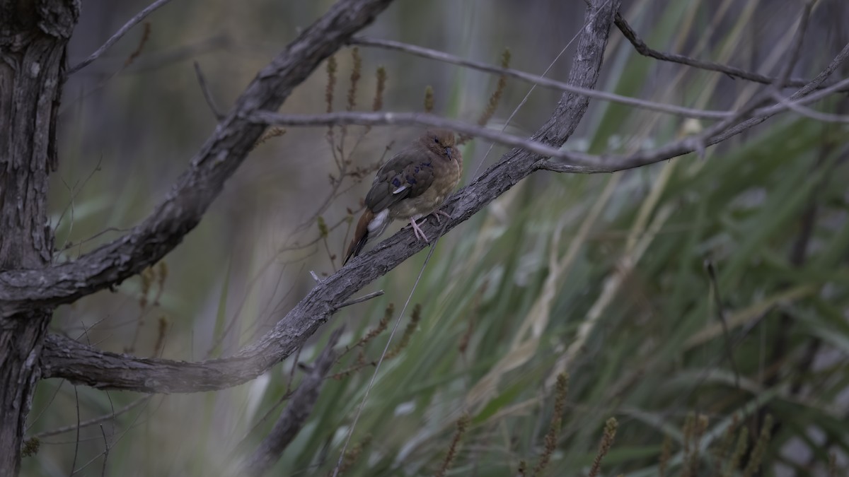 Blue-eyed Ground Dove - ML628555645