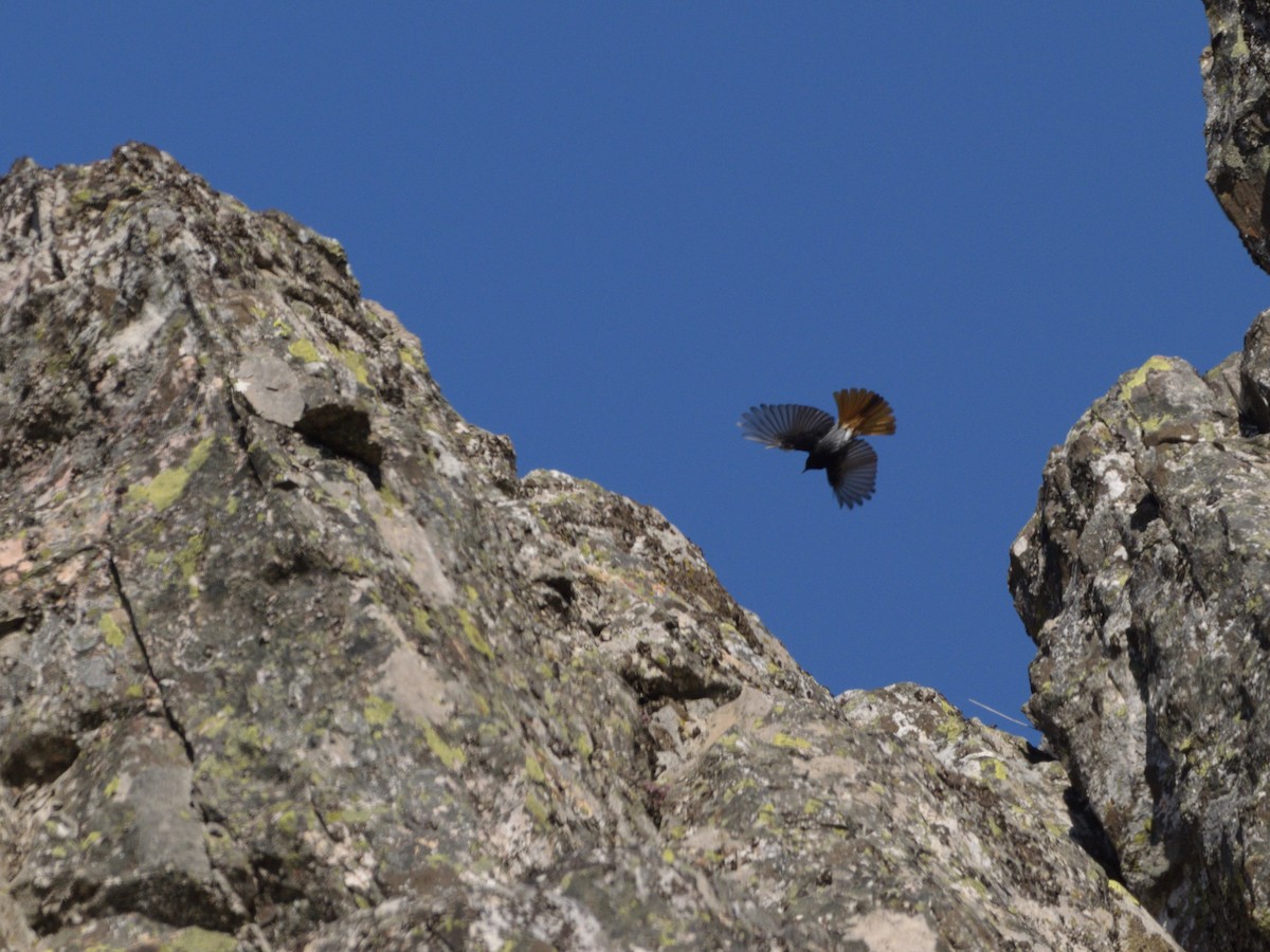 Black Redstart - ML628555664
