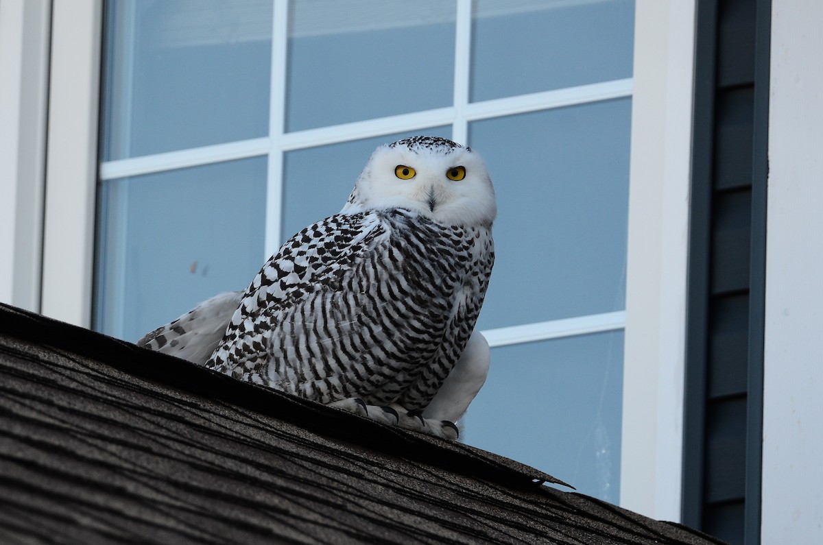 Harfang des neiges - ML628555700