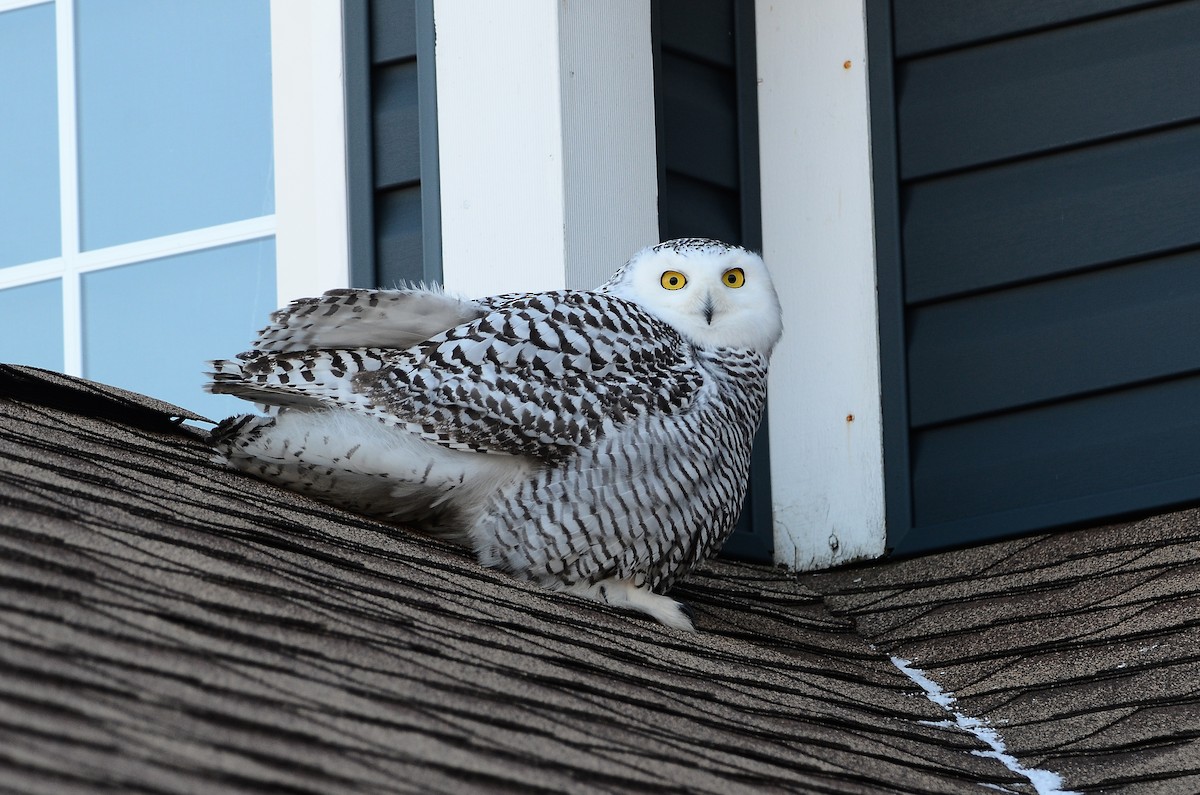 Harfang des neiges - ML628555701