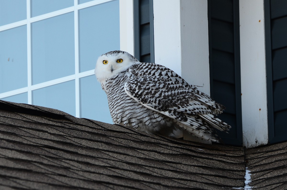 Harfang des neiges - ML628555702