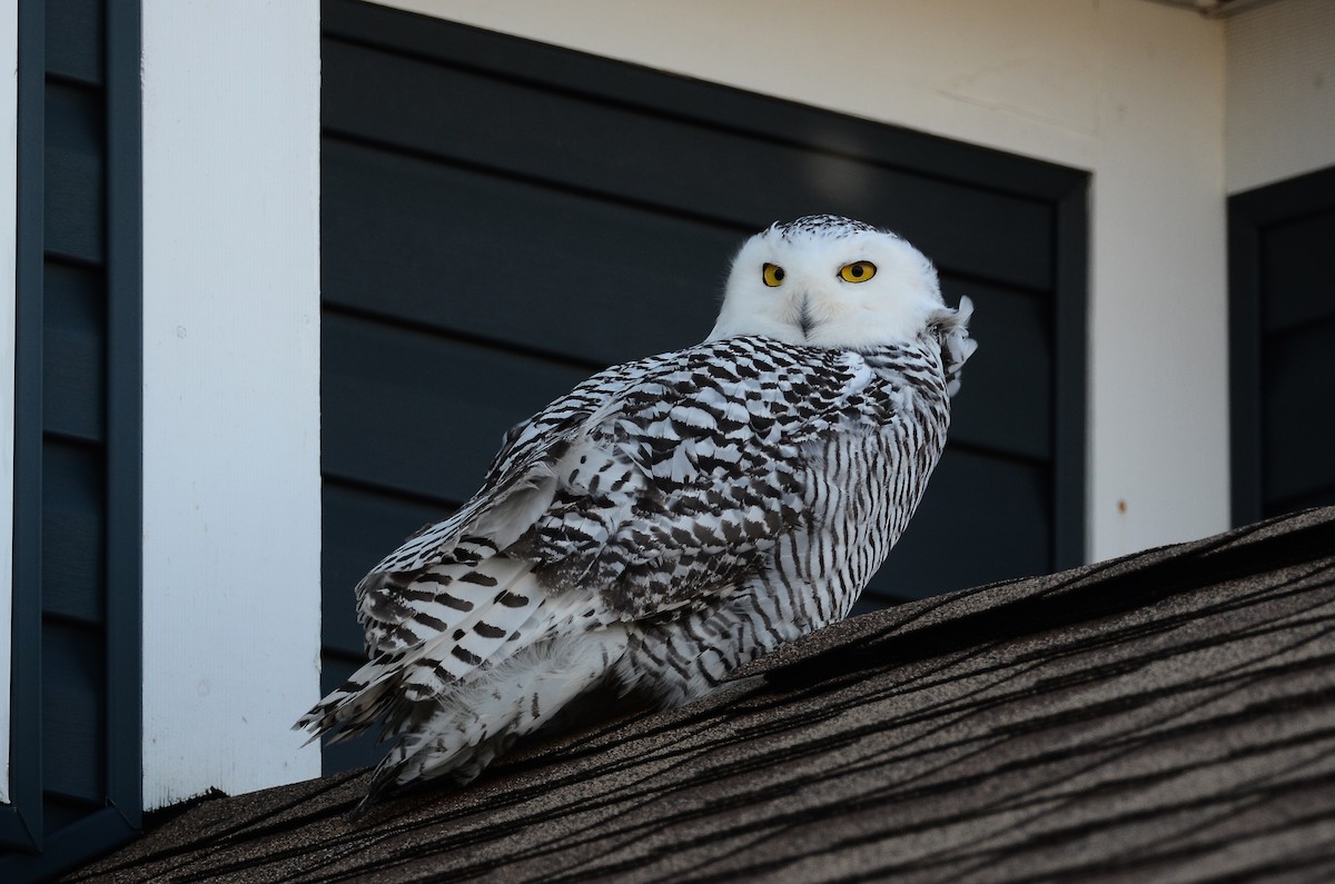 Harfang des neiges - ML628555703