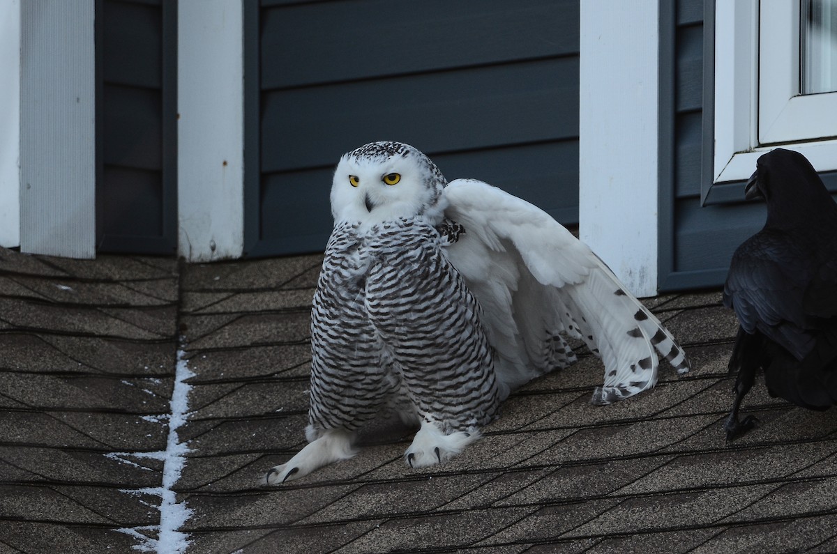 Harfang des neiges - ML628555704