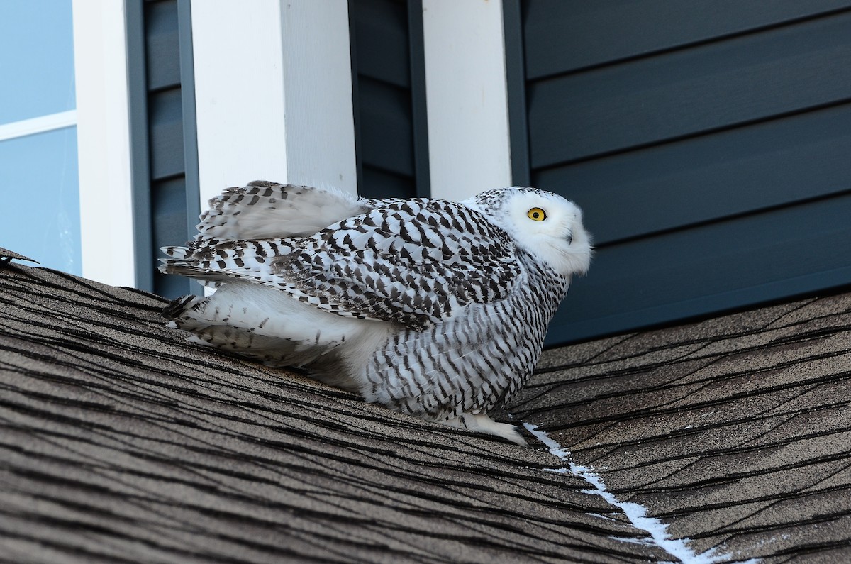 Harfang des neiges - ML628555705