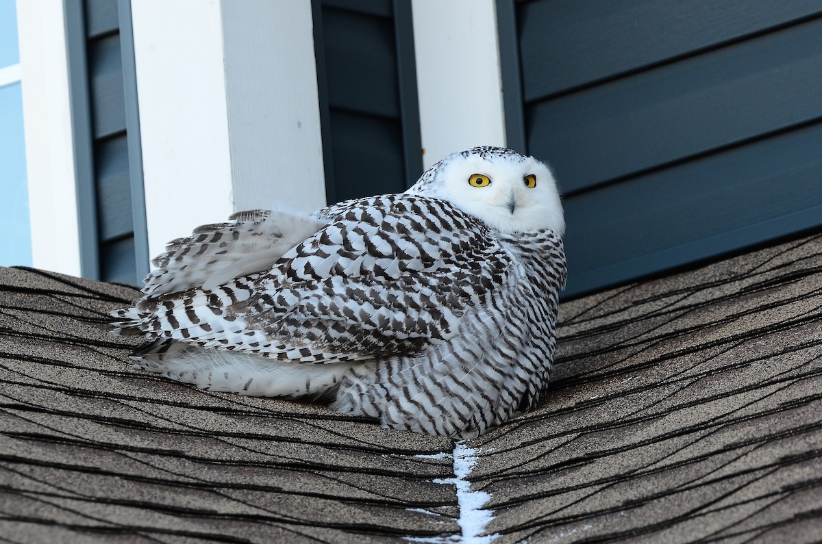 Harfang des neiges - ML628555706