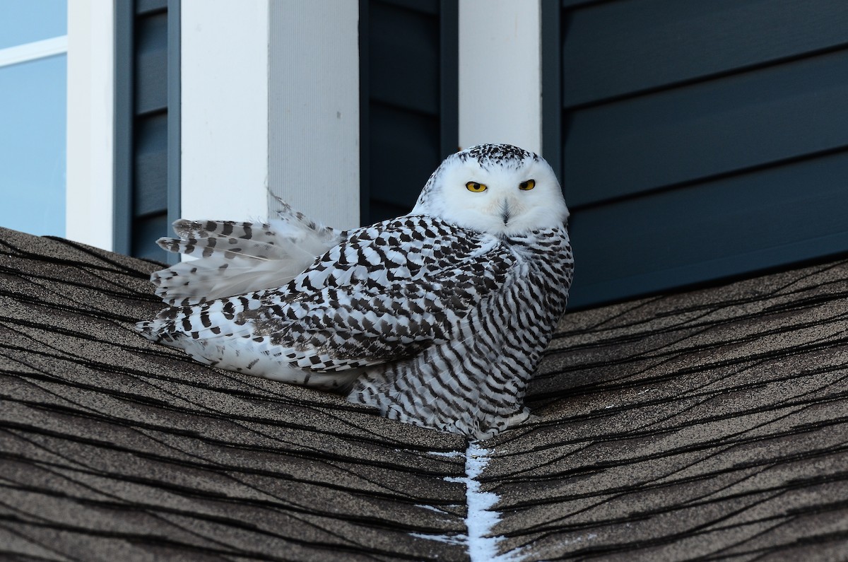 Harfang des neiges - ML628555707