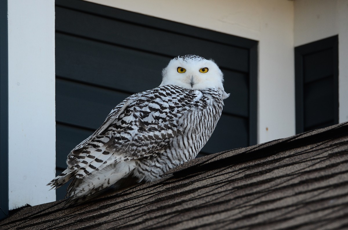 Harfang des neiges - ML628555708