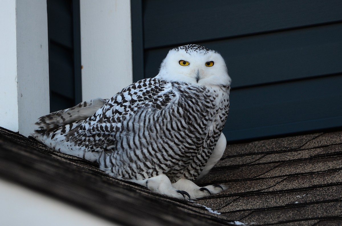 Harfang des neiges - ML628555709