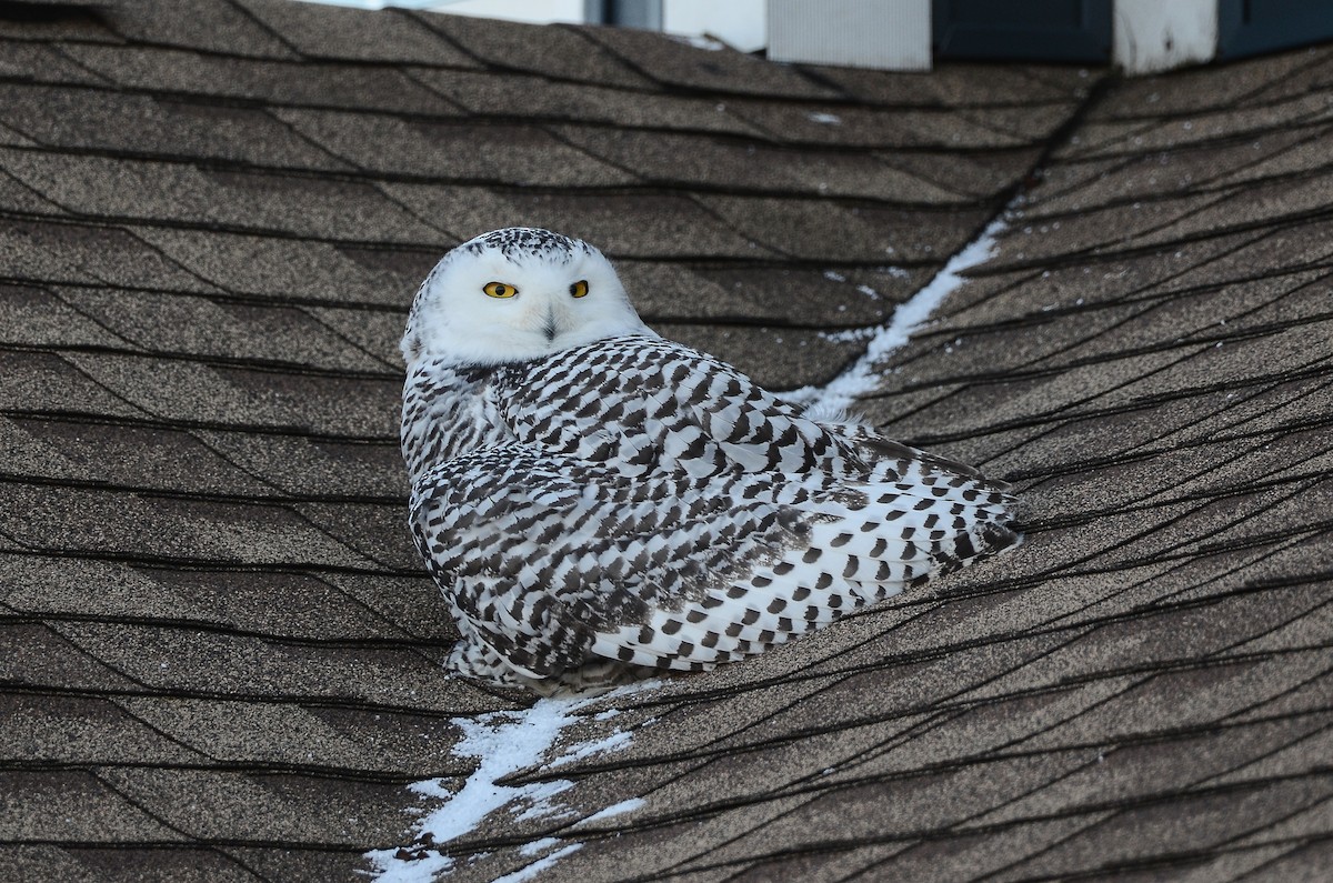 Harfang des neiges - ML628555710