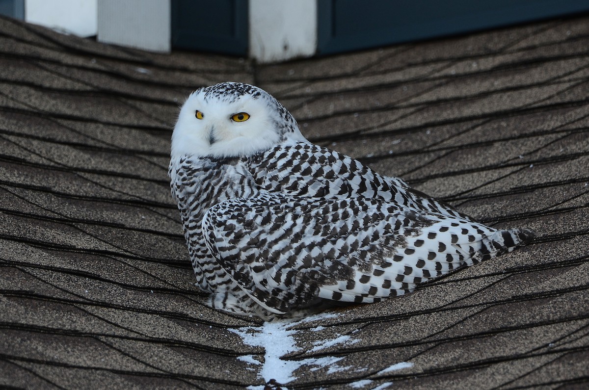 Harfang des neiges - ML628555712