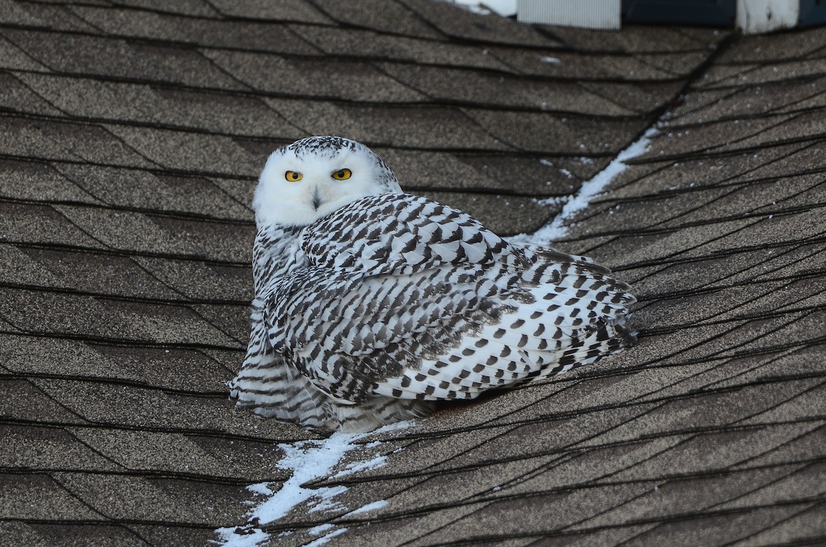 Harfang des neiges - ML628555713