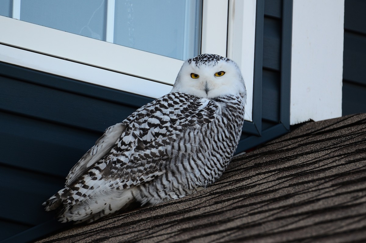 Harfang des neiges - ML628555714