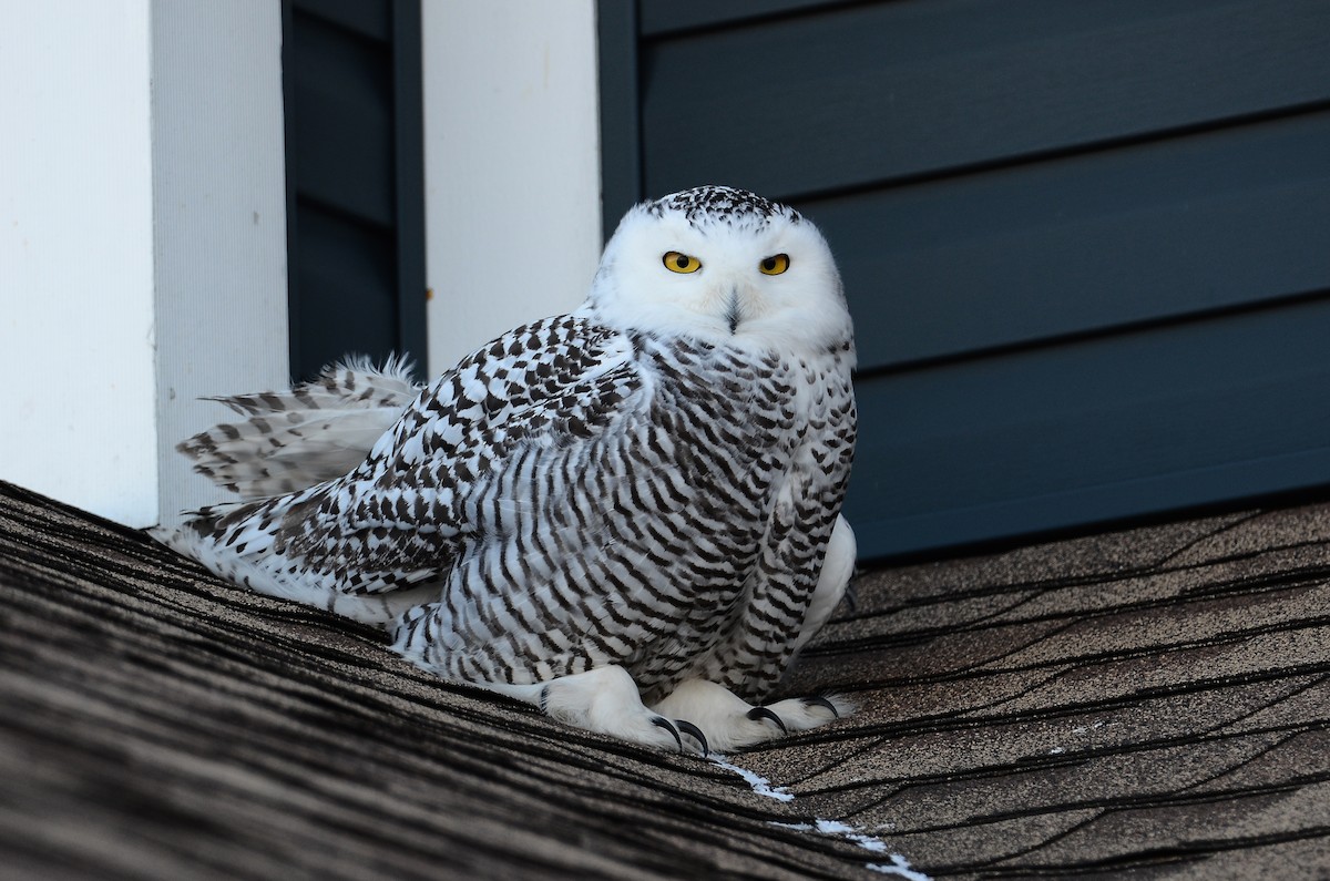 Harfang des neiges - ML628555715