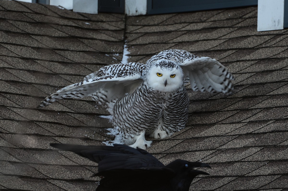 Harfang des neiges - ML628555717