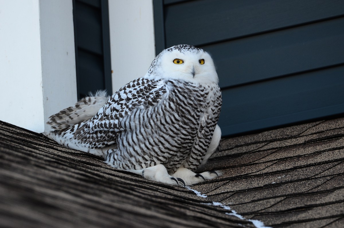 Harfang des neiges - ML628555718