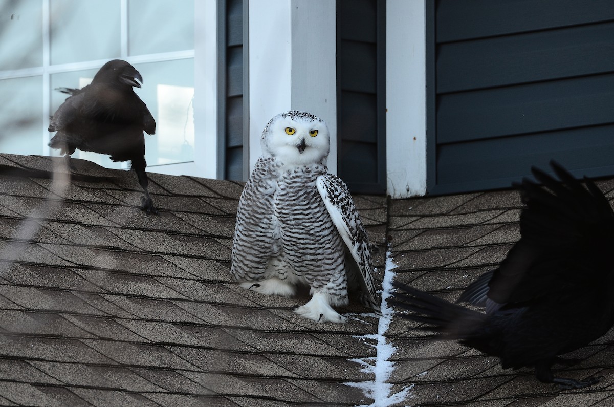 Harfang des neiges - ML628555720